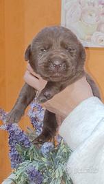 Labrador cioccolato con pedigree