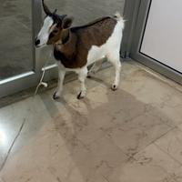 Capra