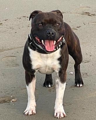 Accoppiamento staffordshire