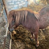 Pony olandese