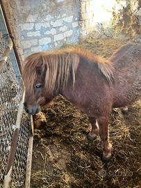 Pony olandese