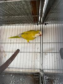 Monaco Femmina Pallid Green