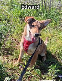 Cucciolo Edward in canile