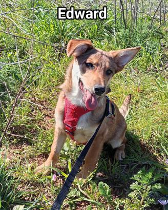 Cucciolo Edward in canile