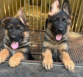 Pastori tedeschi belli