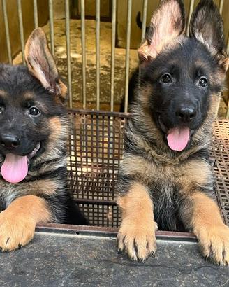 Pastori tedeschi belli