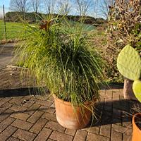 Pianta in vaso di terracotta
