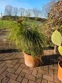 Pianta in vaso di terracotta