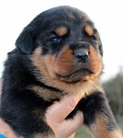 Rottweiler cuccioli