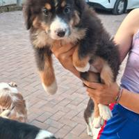 Cucciolo di pastore australiano