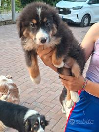 Cucciolo di pastore australiano