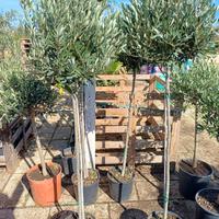 ALBERI DI OLIVO CIPRESSINO 6 ANNI