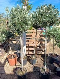 ALBERI DI OLIVO CIPRESSINO 6 ANNI