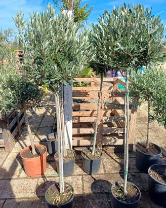ALBERI DI OLIVO CIPRESSINO 6 ANNI