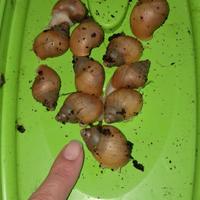 Lumache giganti africane