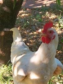 Gallo livornese