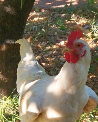 Gallo livornese
