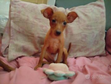 Pincher nani cuccioli