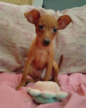Pincher nani cuccioli