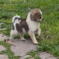 Pomchi Chihuahua Spritz