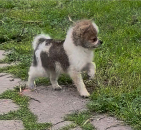 Pomchi Chihuahua Spritz
