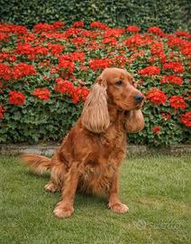 Cocker spaniel