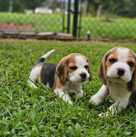 Cuccioli Beagle una simpatia immensa