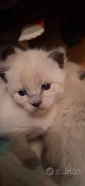 Gattino siamese maschio