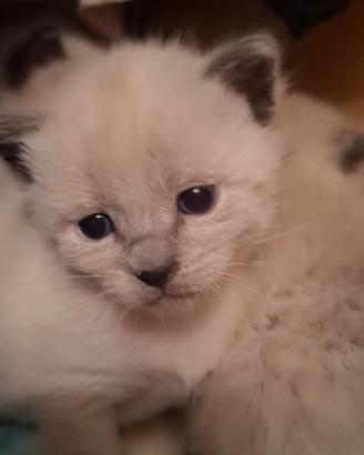 Gattino siamese maschio