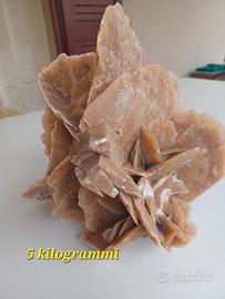 rosa del deserto 