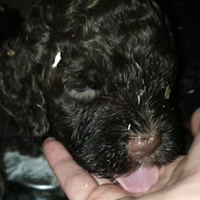 Disponibili cucciole lagotto