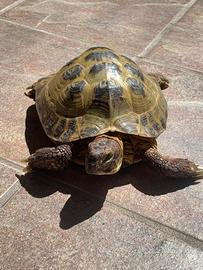 Testudo Horsfieldi