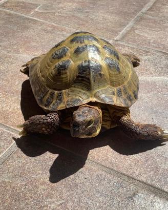 Testudo Horsfieldi