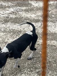 Cucciolo amstaff