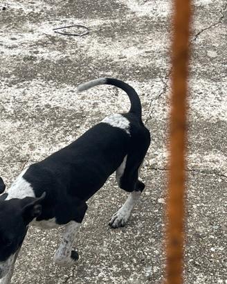Cucciolo amstaff