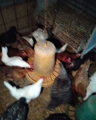 Galline