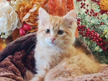 Gattino siberiano red tabby