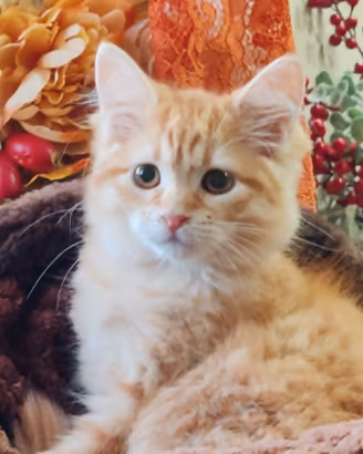 Gattino siberiano red tabby