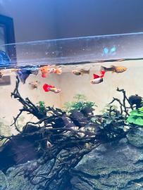 Avannotti guppy