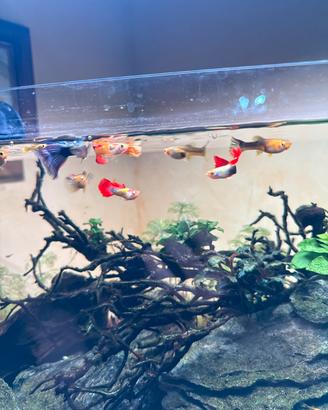 Avannotti guppy
