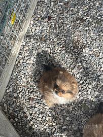 Spitz volpino di Pomerania