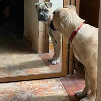 Cane corso fulvo chiaro