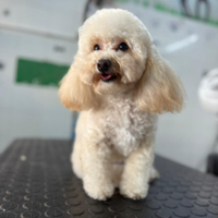 Mini toy femmina x fidanzato