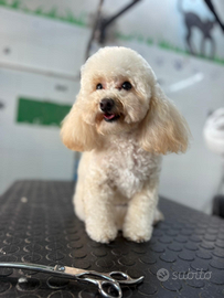 Mini toy femmina x fidanzato