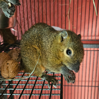 Scoiattoli di giava, himalaya, mammiferi, esotici