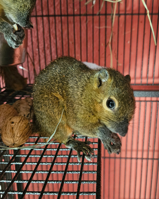 Scoiattoli di giava, himalaya, mammiferi, esotici