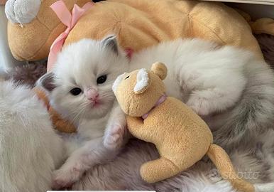 Cuccioli di ragdoll