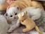Immagine 1