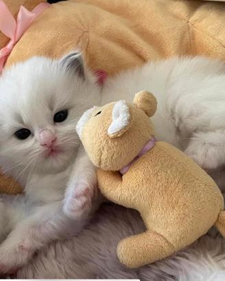 Cuccioli di ragdoll