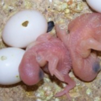 Cocorite allevate a mano